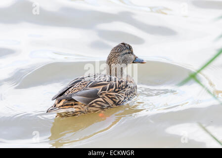 Mallard, ana platyrhynchos natation dans l'eau Banque D'Images