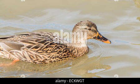 Mallard, ana platyrhynchos natation dans l'eau Banque D'Images