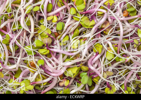 Les jeunes graines germées de luzerne avec feuilles vertes. Banque D'Images
