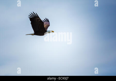 American Bald Eagle battant au-dessus de la rivière Tsirku, Alaska, USA, Amérique du Nord. Banque D'Images