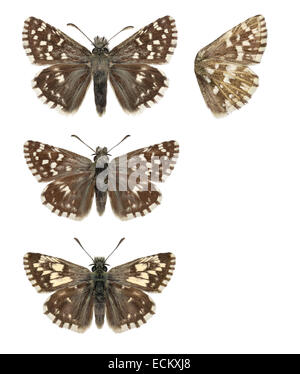 Pyrgus malvae - Grizzled Skipper - femelle (en haut) - hommes (milieu) - hommes, forme taras (en bas). Banque D'Images