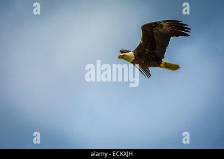 American Bald Eagle battant au-dessus de la rivière Tsirku, Alaska, USA, Amérique du Nord. Banque D'Images