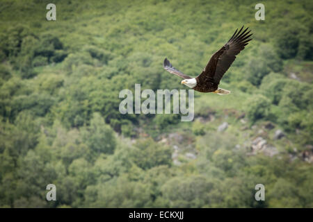 American Bald Eagle battant au-dessus de la rivière Tsirku, Alaska, USA, Amérique du Nord. Banque D'Images