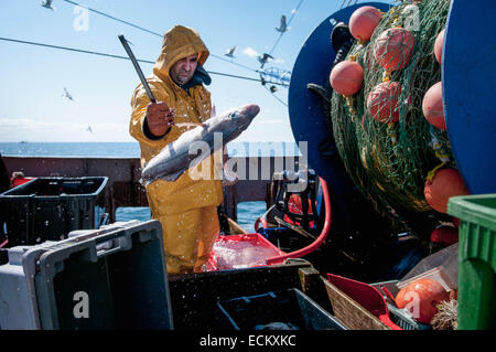 Pêcheur trie et lave de captures de morues (Gadus morhua) sur le pont de bateau de pêche. Banc Stellwagen, New England, United Banque D'Images