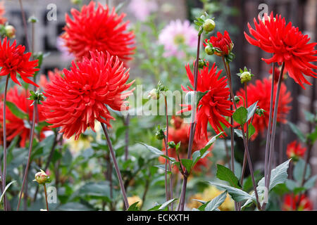 Cactus Dahlia rouge 'Bergers' en fleurs border Banque D'Images
