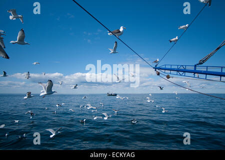 Les mouettes en vol derrière dragger voile banc Stellwagen Banques, New England, United States, North Atlantic Ocean Banque D'Images