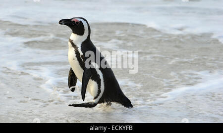 Quelques pays africains (Spheniscus demersus) à la plage. L'Afrique du Sud Banque D'Images