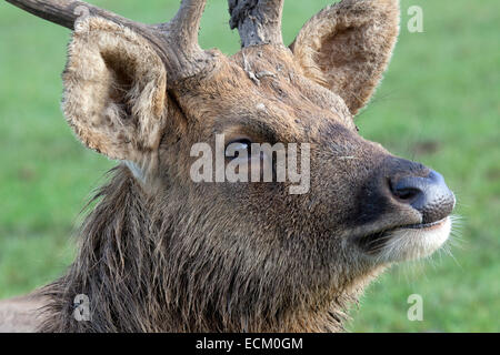 Un profil de la tête d'un Cerf Barasingha Banque D'Images