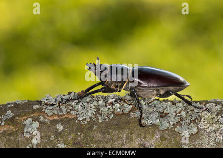 Stag beetle européenne, arrivée à beetle, femme, Hirschkäfer Weibchen Lucanus cervus,,, Schröter, des Fringillidae, Stag beetles Banque D'Images