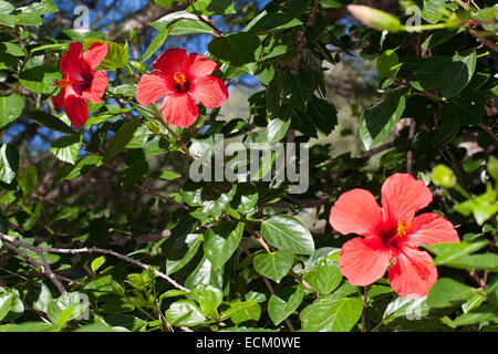 La mauve rose, Hibiscus, hibiscus chinois, la Chine a augmenté, Hibiscus rosa-sinensis, Hibiscus rosa sinensis, Hibiskus, Roseneibisch Banque D'Images