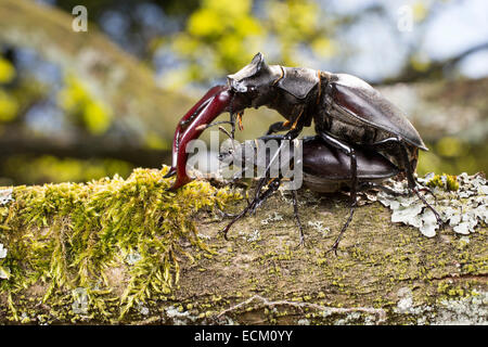 Stag beetle européenne, arrivée à beetle, homme, femme, paire, l'appariement, Hirschkäfer, Männchen Weibchen, Lucanus cervus, Paarung, Banque D'Images