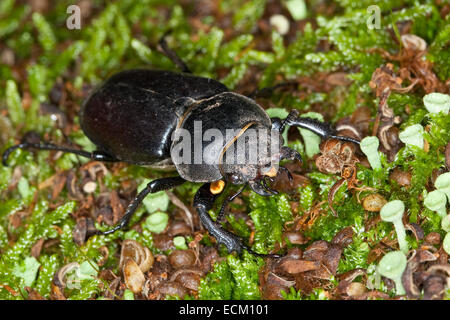 Stag beetle européenne, arrivée à beetle, femme, Hirschkäfer Weibchen Lucanus cervus,,, Schröter, des Fringillidae, Stag beetles Banque D'Images