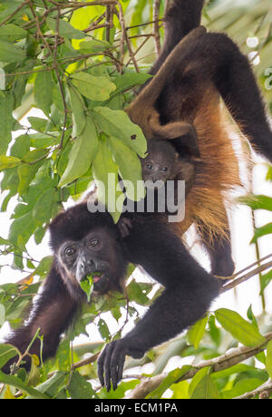 Un singe hurleur porte son bébé au Costa Rica Banque D'Images