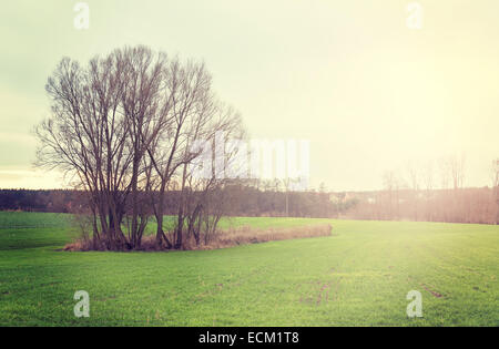 Coucher de soleil sur champ, vintage retro style nature background. Banque D'Images