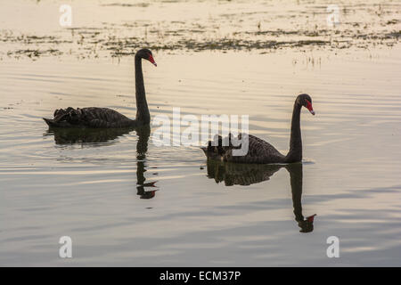 Des Cygnes noirs (Cygnus atratus), le Lac Rotorua, île du Nord, Nouvelle-Zélande Banque D'Images