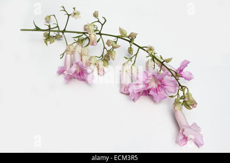 Vigne trompette rose Podranea ricasoliana (fleurs) sur fond blanc Banque D'Images