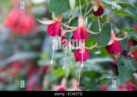 Laura Fuchsia fleurs. Banque D'Images