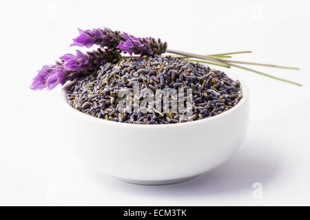 Fleurs de Lavande sèches et fraîches sur fond blanc Banque D'Images