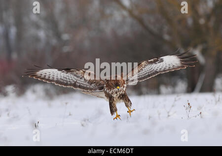 Buse variable landing Banque D'Images