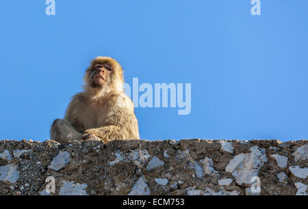 Image d'un macaque de Barbarie de Gibraltar de l'emplacement sur un rock fence against a blue sky. Banque D'Images