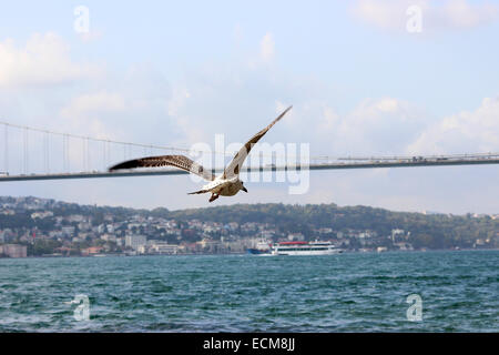 Une mouette voler, Bosphore et second pont du Bosphore (pont Fatih Sultan Mehmet) sont à l'arrière-plan. Banque D'Images