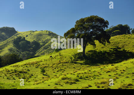 Le pâturage sur colline avec arbre en vert des montagnes à l'ouest de Puerto Plata République Dominicaine Banque D'Images