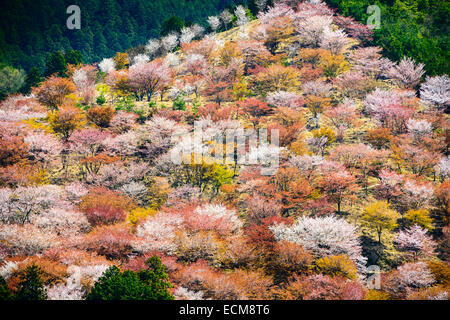 Yoshinoyama, Nara, Japon, Paysage de printemps. Banque D'Images