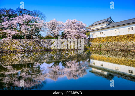 Akita, Japon cerisiers sakura au Château Hikone douves extérieures. Banque D'Images