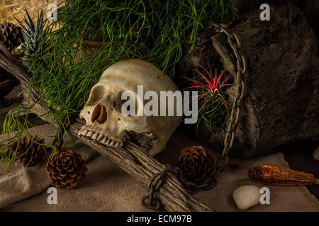 Nature morte avec un crâne humain avec des plantes du désert, cactus, le bois et la chaîne. Banque D'Images