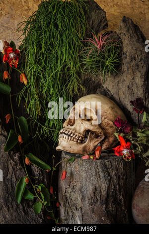 Nature morte avec un crâne humain avec des plantes du désert, cactus, roses et fleurs séchées dans un vase à côté du bois. Banque D'Images