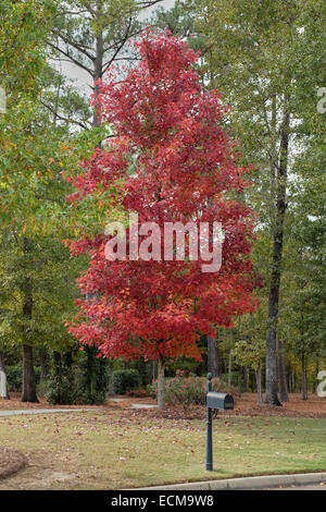 Acer rubrum October Glory, érable montrant c'est l'automne couleur rouge dans un cadre rural. Banque D'Images