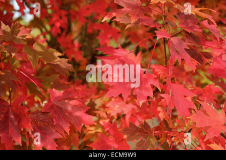 Vue rapprochée d'octobre rouge 'glory', Acer rubrum, feuilles d'érable à l'automne. pike road, New York USA. Banque D'Images