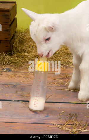 Funny baby goat essayant de boire d'une bouteille de lait Banque D'Images