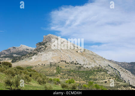 Paysage, oliviers, la Sierra de Cazorla, Segura y Las Villas Parc Naturel, côté sud, Jaén province, Andalusia, Spain Banque D'Images