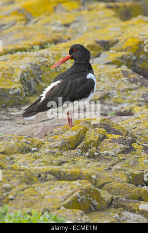 Huîtrier pie (Haematopus ostralegus) Banque D'Images