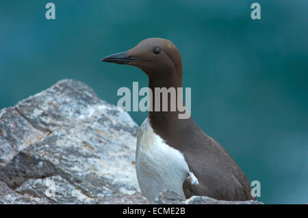 Guillemot marmette Common ou guillemot (Uria aalge) Banque D'Images