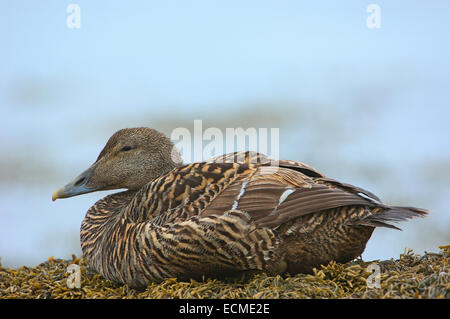 L'eider à duvet (Somateria mollissima), Femme Banque D'Images