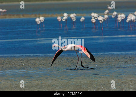 Flamant rose (Phoenicopterus ruber), la lagune de Fuente de Piedra, la province de Málaga, Andalousie, Espagne, Europe Banque D'Images