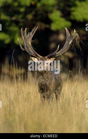 Red Deer (Cervus elaphus), le capital d'ornières stag après wallow, affichage, Silkeborg, Copenhague, Danemark Banque D'Images