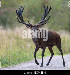 Red Deer (Cervus elaphus) stag pour traverser un chemin forestier, Silkeborg, Copenhague, Danemark Banque D'Images