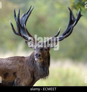 Red Deer (Cervus elaphus) stag, Silkeborg, Copenhague, Danemark Banque D'Images