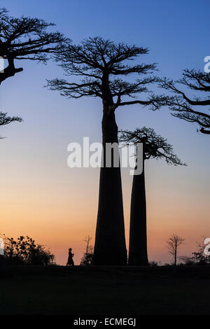 Femme marche sur l'Avenue des baobabs, African Baobab (Adansonia digitata), au coucher du soleil, Morondava, Madagascar Banque D'Images