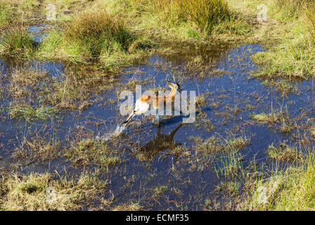 Cobes Lechwes rouges (Kobus leche leche), homme, exécuté dans un marais d'eau douce, vue aérienne, Okavango Delta, Botswana Banque D'Images