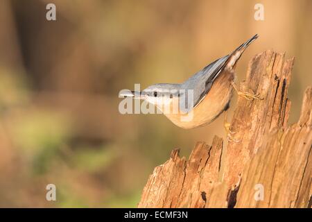 Blanche (Sitta europaea) sur le vieux tronc, Allemagne Banque D'Images