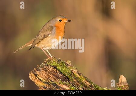 European Robin (Erithacus rubecula aux abords) sur le vieux tronc, Hesse, Allemagne Banque D'Images