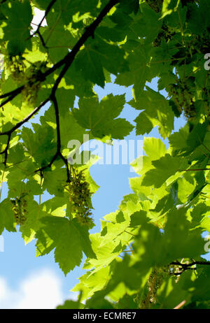 Jusqu'à l'intermédiaire de feuilles de sycomore vers un ciel bleu Banque D'Images