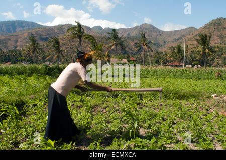 Des camps près de village de pêcheurs d'AMED à l'Est de Bali culture. Amed est une longue bande côtière de villages de pêche dans l'Est de Bali. Re d'Amed Banque D'Images