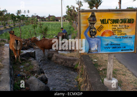 Les vaches boivent dans un fossé à côté de la route menant du village de pêcheurs de Amed à l'Est de Bali. Amed est une longue bande côtière de la pêche Banque D'Images