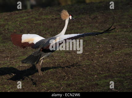 Grue couronnée grise (Balearica regulorum) les ailes battantes au décollage Banque D'Images