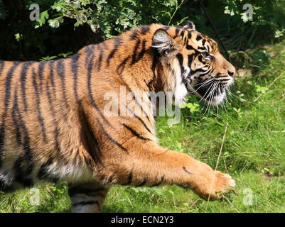Snarling homme tigre de Sumatra (Panthera tigris sumatrae) balade par de trop près, levé de patte en l'air Banque D'Images